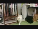 猫まるカフェEast（錦糸町）改装後初猫出勤１/4