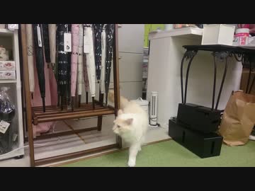 猫まるカフェEast（錦糸町）改装後初猫出勤１/4