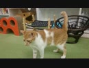 猫まるカフェEast（錦糸町）改装後初猫出勤2/4