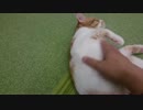 猫まるカフェEast（錦糸町）改装後初猫出勤3/4