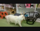 猫まるカフェEast（錦糸町）改装後初猫出勤4/4