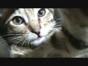 ティガーと暮らそう！～ちびねこ生活記～　ダメになった猫