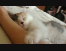 1分間耐久、子猫がひたすら寝てるだけ