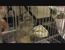 【デグー】我が家に愛らしい家族がやってきた！prat1