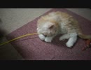 【#411】 シュガーとおっさん　【猫万歳】