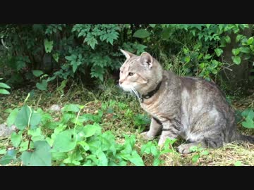 【キジトラ地獄】インフェルノに降り立った新猫をモフる