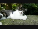 とある田舎の猫事情　～未公開映像放出～　2014年9月14日編1