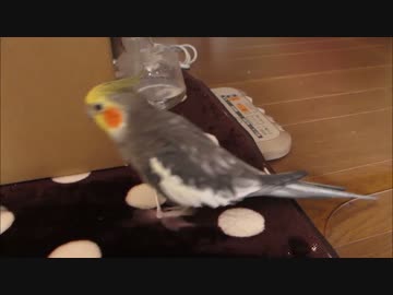 飼い主による一説