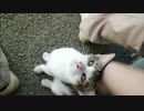とある田舎の猫事情　～未公開映像放出～　2014年9月14日編2