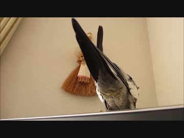 【マニア向け】オカメインコの尻を