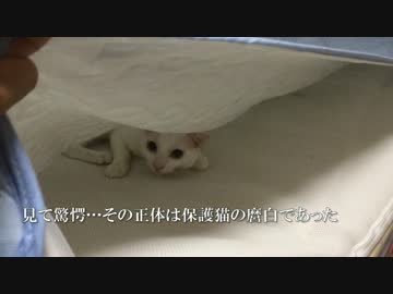 【宇宙もぐら（猫）】保護猫、もぐらになる