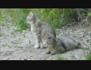 サバンナ感あふれる２頭の猫が公園で鳩を眺める