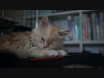 【#412】 配信中のゆず　【猫万歳】