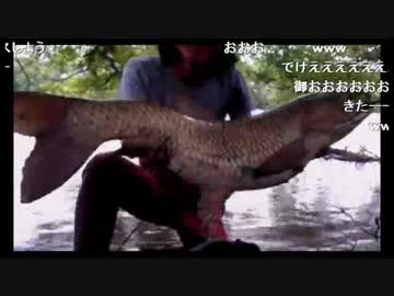 【2015/05/25】パンでソウギョ（草魚）を釣る　１ｍ０２ｃｍ