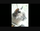 実家で飼ってる猫をブラッシング 2015/05