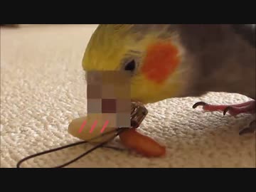 【オカメインコ】ぴーなっつかじりたいな