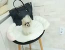 Cute teacup Pomeranian puppies for sale.mp4