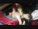 うちのもう一匹の猫の寝姿を撮影してみた（５月２６日）