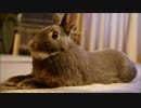 スフィンクスうさぎ