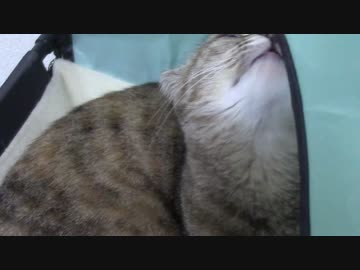 拾いねこ＠生後1057/1024日目　ハンモックが好きな月音さん