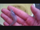 【ORAS】捕獲した生物しか使えない大自然レート【一級河川編完】