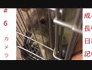 【デグー】我が家に愛らしい家族がやってきた！part6