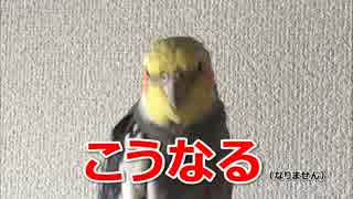 オカメインコの冠羽だけがステルス迷彩