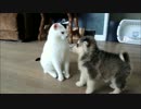 （∪＾ω＾）「貴殿の顔をペロペロするのは敬愛の証である！」