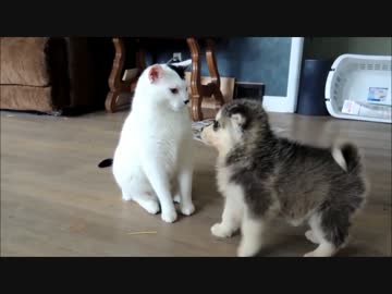 （∪＾ω＾）「貴殿の顔をペロペロするのは敬愛の証である！」