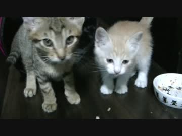 ティガー＆ロビンと暮らそう！～ちびねこ生活記～　仲良し兄弟共に寝る