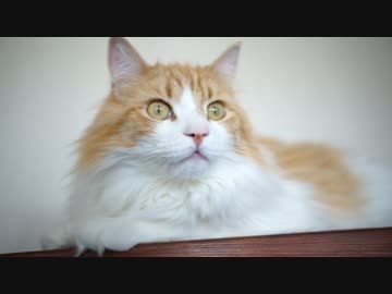 【#413】 遊んだり用をたしたり　【猫万歳】