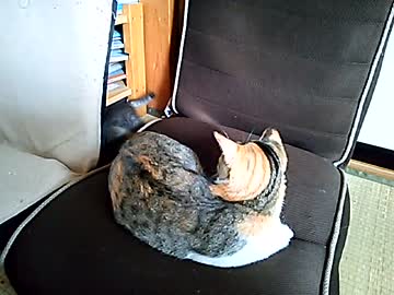 保護猫、先住猫と遊ぶ