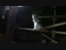 きょうの【蒼民家の猫々】