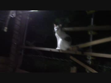 きょうの【蒼民家の猫々】