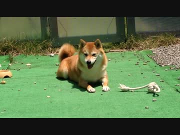 【柴犬】我が家の柴犬の記録【その3】