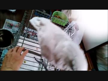 タイハクオウム・オオバタンの甘え方