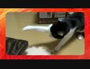 猫、はじめての電動マッサージ器
