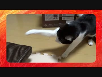 猫、はじめての電動マッサージ器