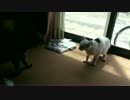 野良猫に負ける家猫 part1