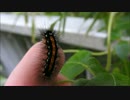 モンシロドクガ幼虫はどこが刺すのか確認