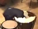 ティンパニに頭を突っ込む奏者UC