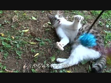 公園の少女猫のやる気スイッチを連打してみた