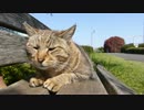 昼下がりのキジトラ