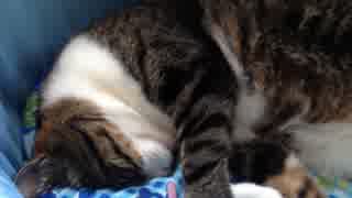 うちの猫の寝姿を撮影してみた（５月２８日）