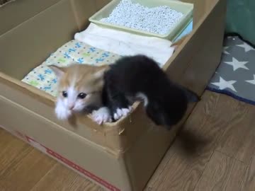 生後27日目の頃のチビ達の様子。脱走を食い止めるニャー