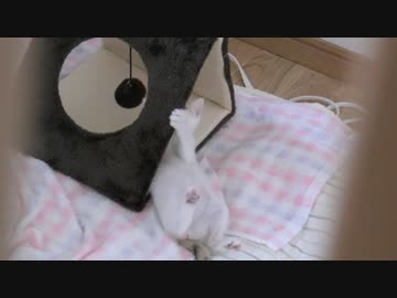 くるねこ大和　胡桃ちゃん620g  20150528