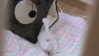 くるねこ大和　胡桃ちゃん620g  20150528