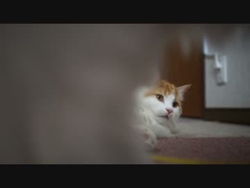 【#414】 今日の猫達　【猫万歳】