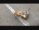 いつもの猫たち＋三毛猫