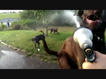 わんこがほのぼのと水遊びをするだけの動画